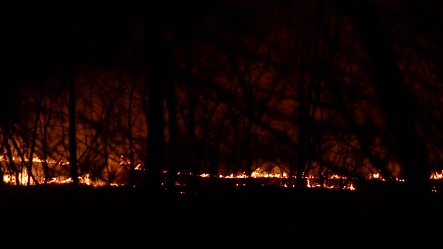 燃烧着木头和干草，夜晚树林里起火了视频素材