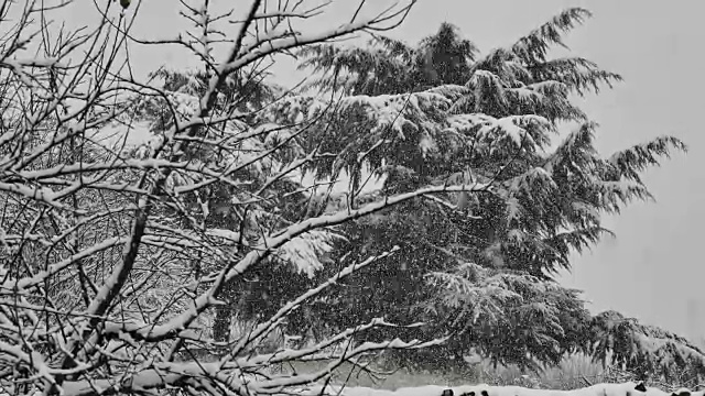 雪花落在4k树视频素材