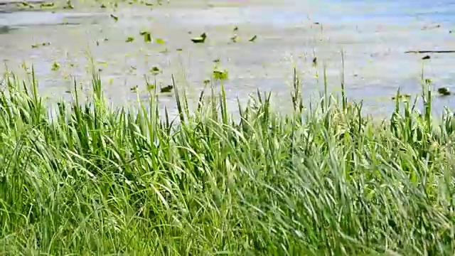 充满活力的绿色莎草，芦苇和草随风摇摆，在河或湖的背景视频素材