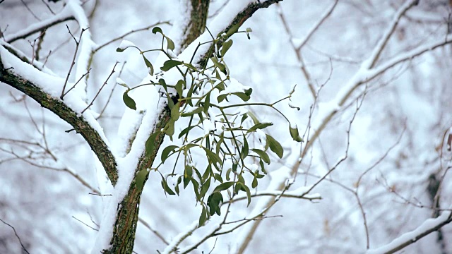 冬天户外树枝上的槲寄生覆盖着飘落的雪花视频素材