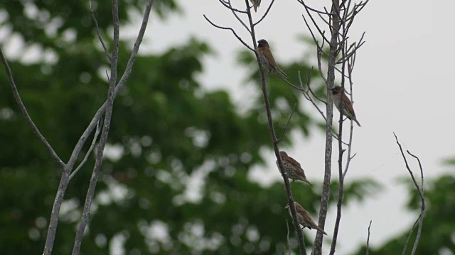 栖息在树梢上的有鳞胸文鸟视频素材