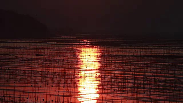 福建霞浦市海中养殖的紫菜视频素材