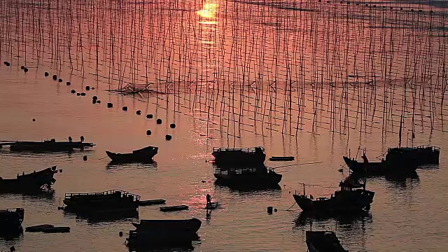 福建霞浦市海中养殖的紫菜视频素材