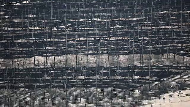 福建霞浦市海中养殖的紫菜视频素材