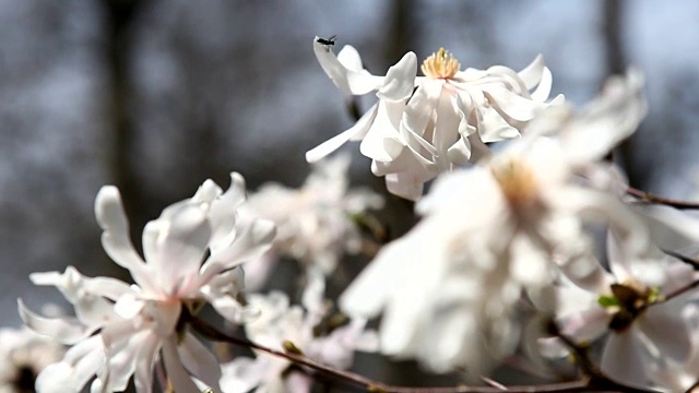 木兰花开视频素材