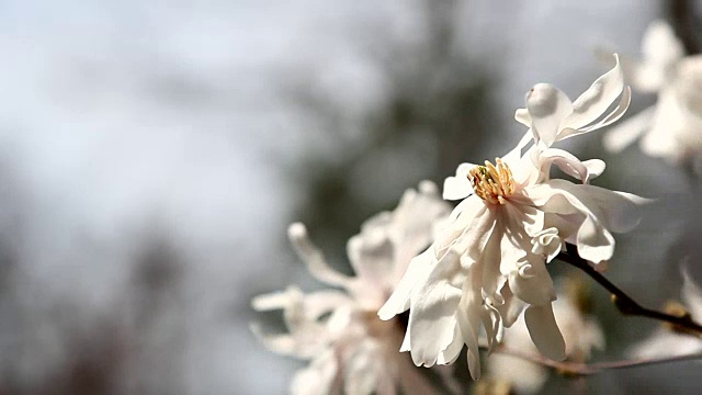 木兰花开视频素材