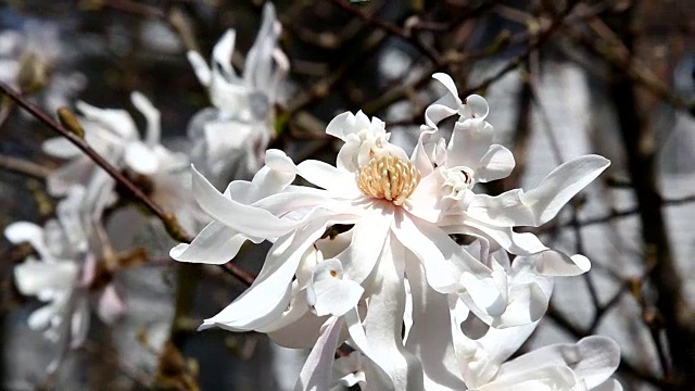 木兰花开视频素材