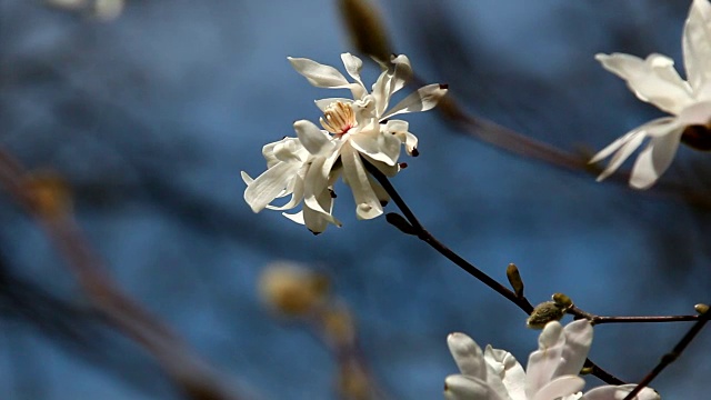 木兰花开视频素材