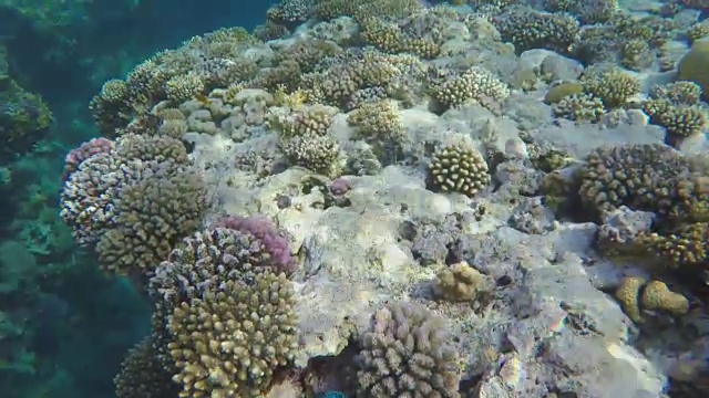 红海清澈的海水里的珊瑚和五颜六色的鱼视频素材