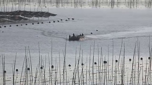 福建霞浦市海中养殖的紫菜视频素材