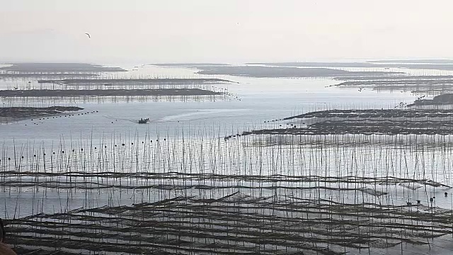 福建霞浦市海中养殖的紫菜视频素材