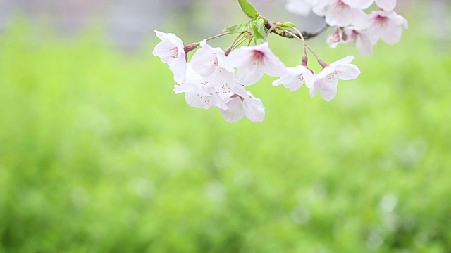 樱花盛开着美丽的花视频素材