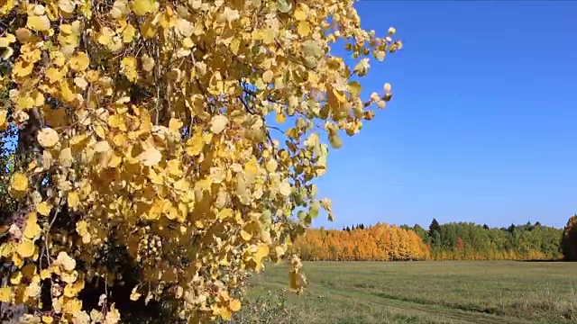 在秋天，白杨树的树枝在蓝天的映衬下随风摇摆视频素材