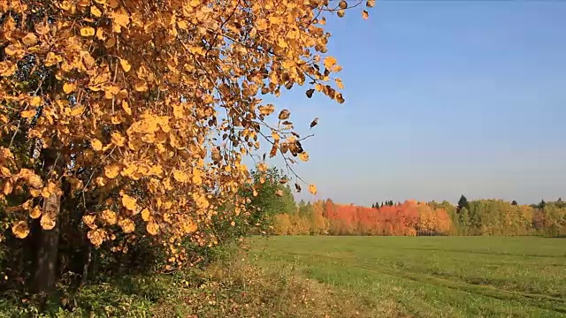 在秋天，白杨树的树枝在蓝天的映衬下随风摇摆视频素材