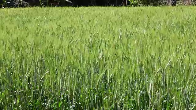 风吹过大麦田。视频素材