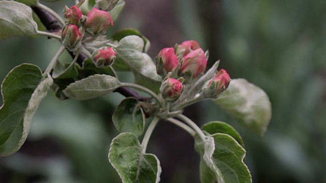 苹果树花。视频素材