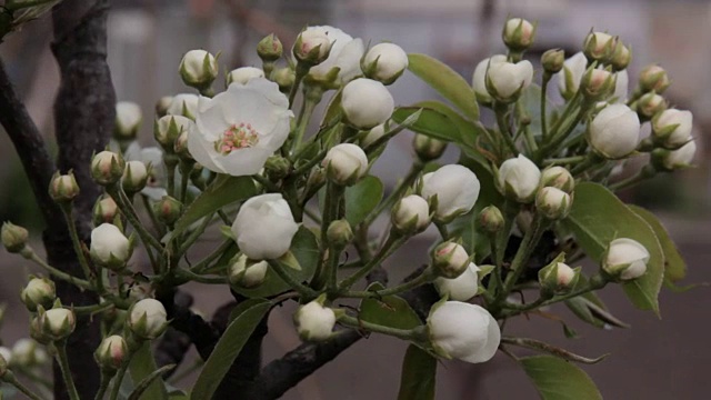 苹果树之花。视频素材