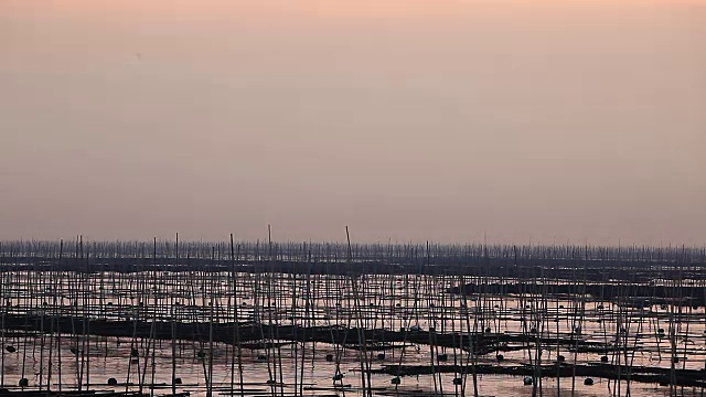 福建霞浦市海中养殖的紫菜视频下载