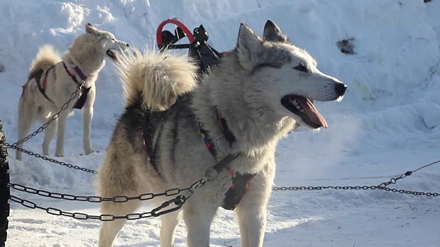 北方骑马犬的节日。哈士奇在为比赛做准备。视频素材