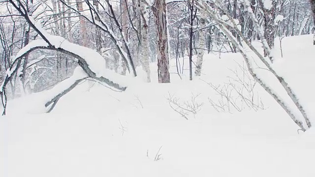 滑雪板比赛通过粉末雪和鸭子下的树枝在一个寒冷的冬天消失在视线在山上视频素材