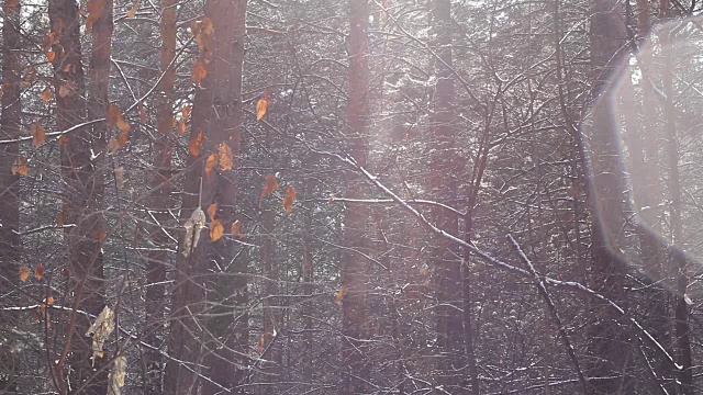 冬天公园里飘落的雪花视频素材