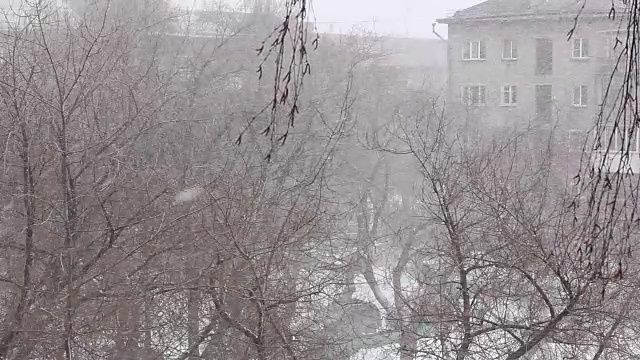 冬天公园里飘落的雪花视频素材