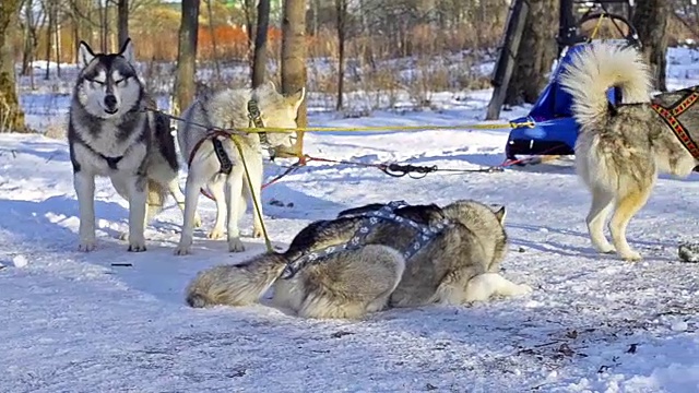 比赛后西伯利亚哈士奇在雪中休息。雪橇狗哈士奇雪橇和雪橇上的雪橇。在冰雪皑皑的冬季公园里，动物在雪橇上的运动比赛视频下载