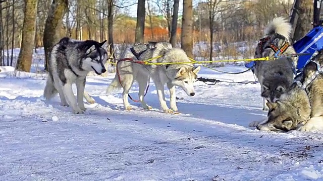 比赛后西伯利亚哈士奇在雪中休息。雪橇狗哈士奇雪橇和雪橇上的雪橇。在冰雪皑皑的冬季公园里，动物在雪橇上的运动比赛视频下载