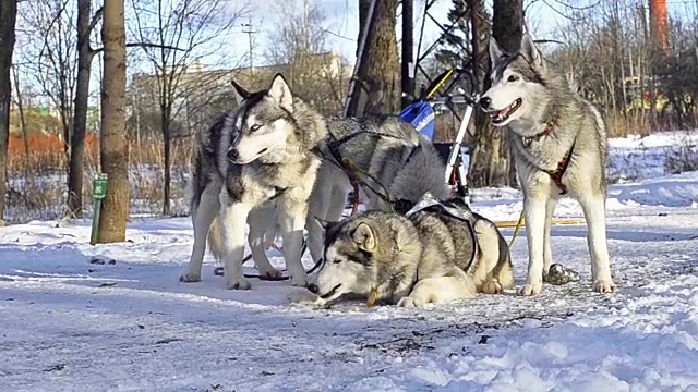 比赛后西伯利亚哈士奇在雪中休息。雪橇狗哈士奇雪橇和雪橇上的雪橇。在冰雪皑皑的冬季公园里，动物在雪橇上的运动比赛视频素材