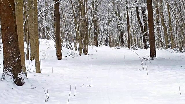 装备滑雪者在大雪覆盖的森林里用滑雪杆在雪道上滑雪。活跃的冬季运动-越野滑雪在新鲜空气。Dudergof, Krasnoye Selo，俄罗斯视频素材