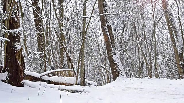 装备滑雪者在大雪覆盖的森林里用滑雪杆在雪道上滑雪。活跃的冬季运动-越野滑雪在新鲜空气。Dudergof, Krasnoye Selo，俄罗斯视频下载