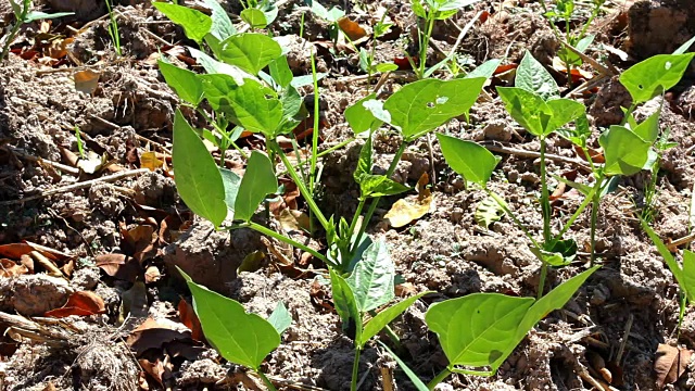 田间种植青豆，有机农场种植青豆苗视频下载