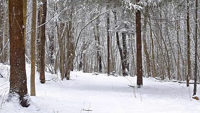 装备滑雪者在大雪覆盖的森林里用滑雪杆在雪道上滑雪。活跃的冬季运动-越野滑雪在新鲜空气。Dudergof, Krasnoye Selo，俄罗斯视频素材