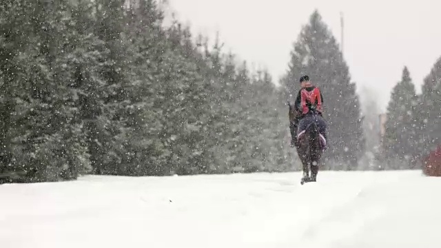 人们在美丽的雪景中骑着一匹棕色的大马。在白雪皑皑的冬天，一名男性骑手和一匹优雅的大种马在牧场的雪地上慢跑。视频素材