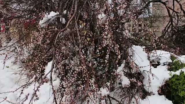 春季暴风雪的后果。树开花断，树枝下雪，花落雪落，气候变化视频素材