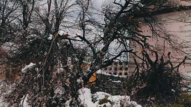 春季暴风雪的后果。树开花断，树枝下雪，花落雪落，气候变化视频素材