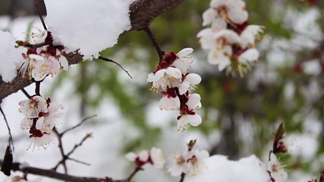 罕见的现象。在春天雪。白雪覆盖着的开花苹果树的树枝。雪的花。气候变化视频素材