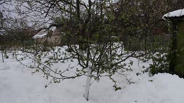 春季暴风雪的后果。一棵刚开满绿叶的小苹果树矗立在雪地里，气候变化视频素材