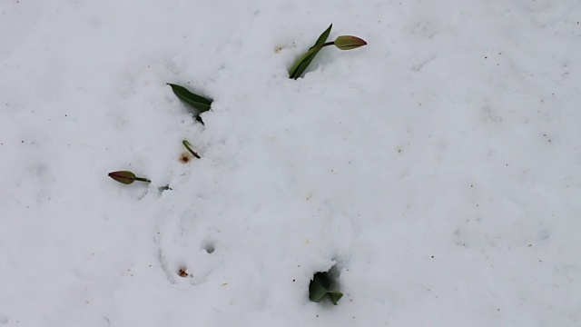 春季暴风雪的后果。雪地里的一朵郁金香视频素材