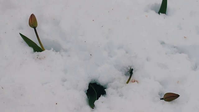 雪地里的一朵郁金香。春季暴风雪的后果。视频素材