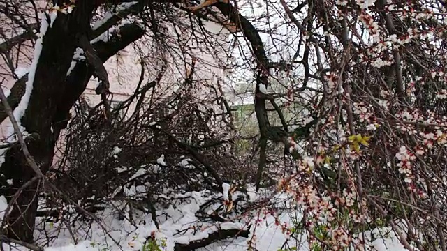 春季暴风雪的后果。树开花断，树枝下雪，花落雪落，气候变化视频素材