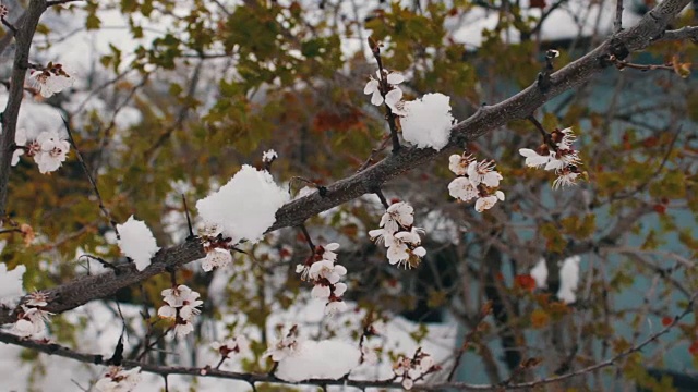 罕见的现象。在春天雪。白雪覆盖着的开花苹果树的树枝。雪的花。气候变化视频素材