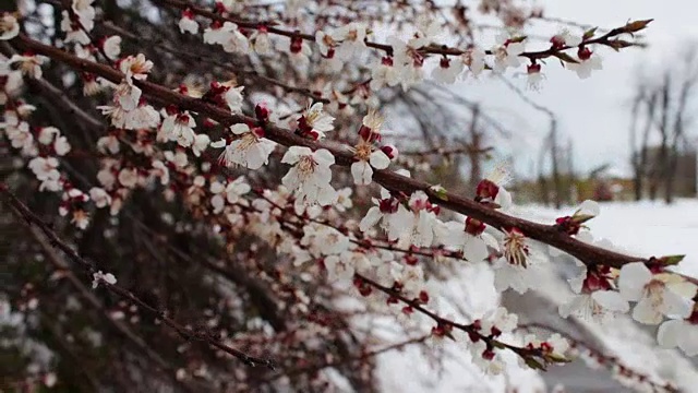 罕见的现象。在春天雪。白雪覆盖着的开花苹果树的树枝。雪的花。气候变化视频素材