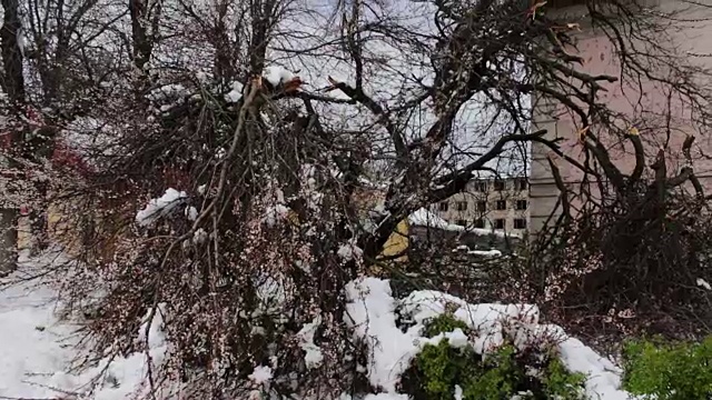 春季暴风雪的后果。树开花断，树枝下雪，花落雪落，气候变化视频素材