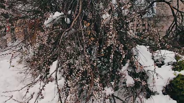 春季暴风雪的后果。树开花断，树枝下雪，花落雪落，气候变化视频素材