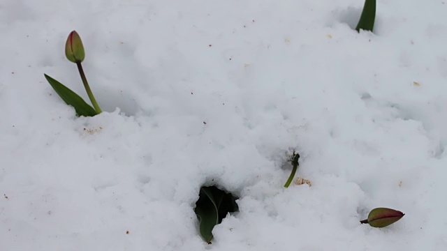 春季暴风雪的后果。雪地里的一朵郁金香视频素材