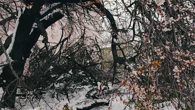 春季暴风雪的后果。树开花断，树枝下雪，花落雪落，气候变化视频素材