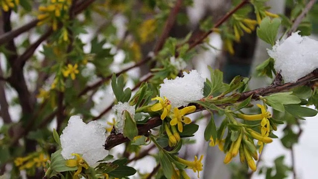 罕见的现象。在春天雪。白雪覆盖的开花树的树枝。雪的花。气候变化视频素材