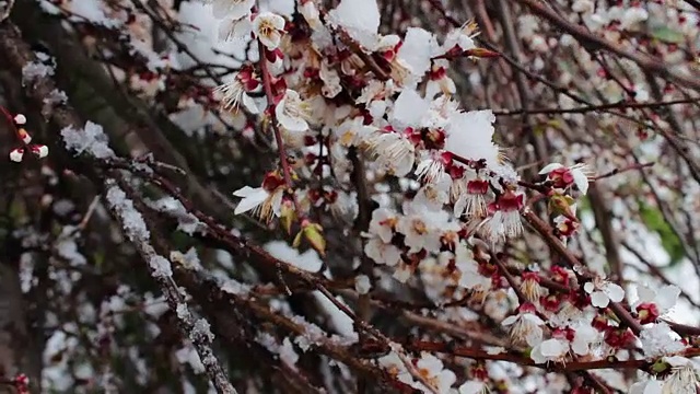 罕见的现象。在春天雪。白雪覆盖着的开花苹果树的树枝。雪的花。气候变化视频素材