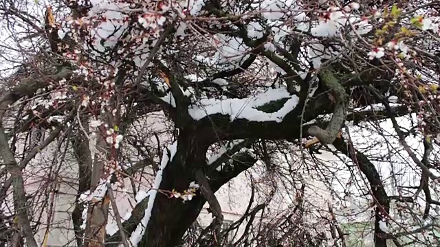 春季暴风雪的后果。树开花断，树枝下雪，花落雪落，气候变化视频素材